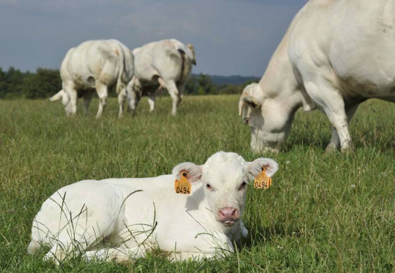 Nutrition bovine - Rumin